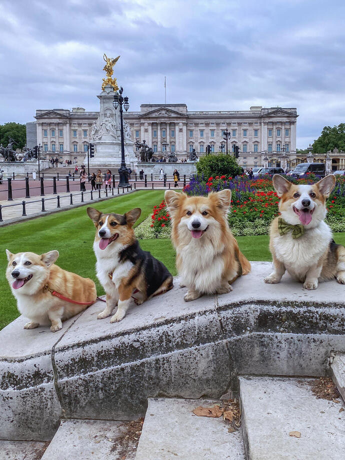 Vier Hunde sitzen auf einer Steinmauer in der Nähe eines Palastes