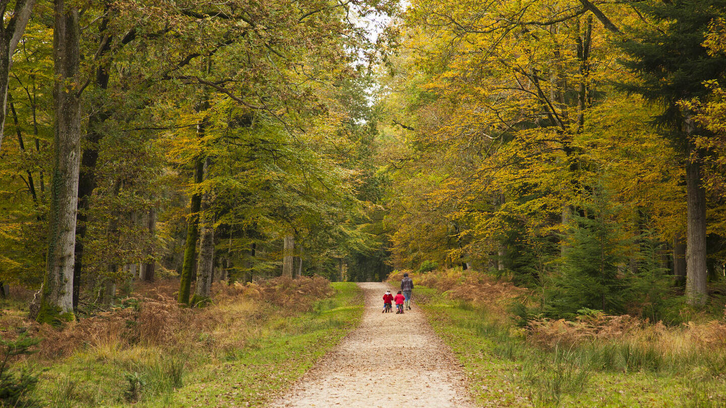 Madre e hijos paseando por un sendero en un bosque a principios de otoño