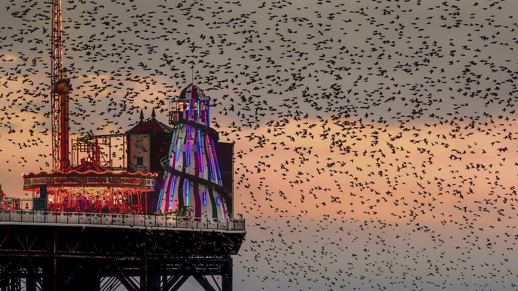 Large flock of birds at sunset over a fairground on a pier