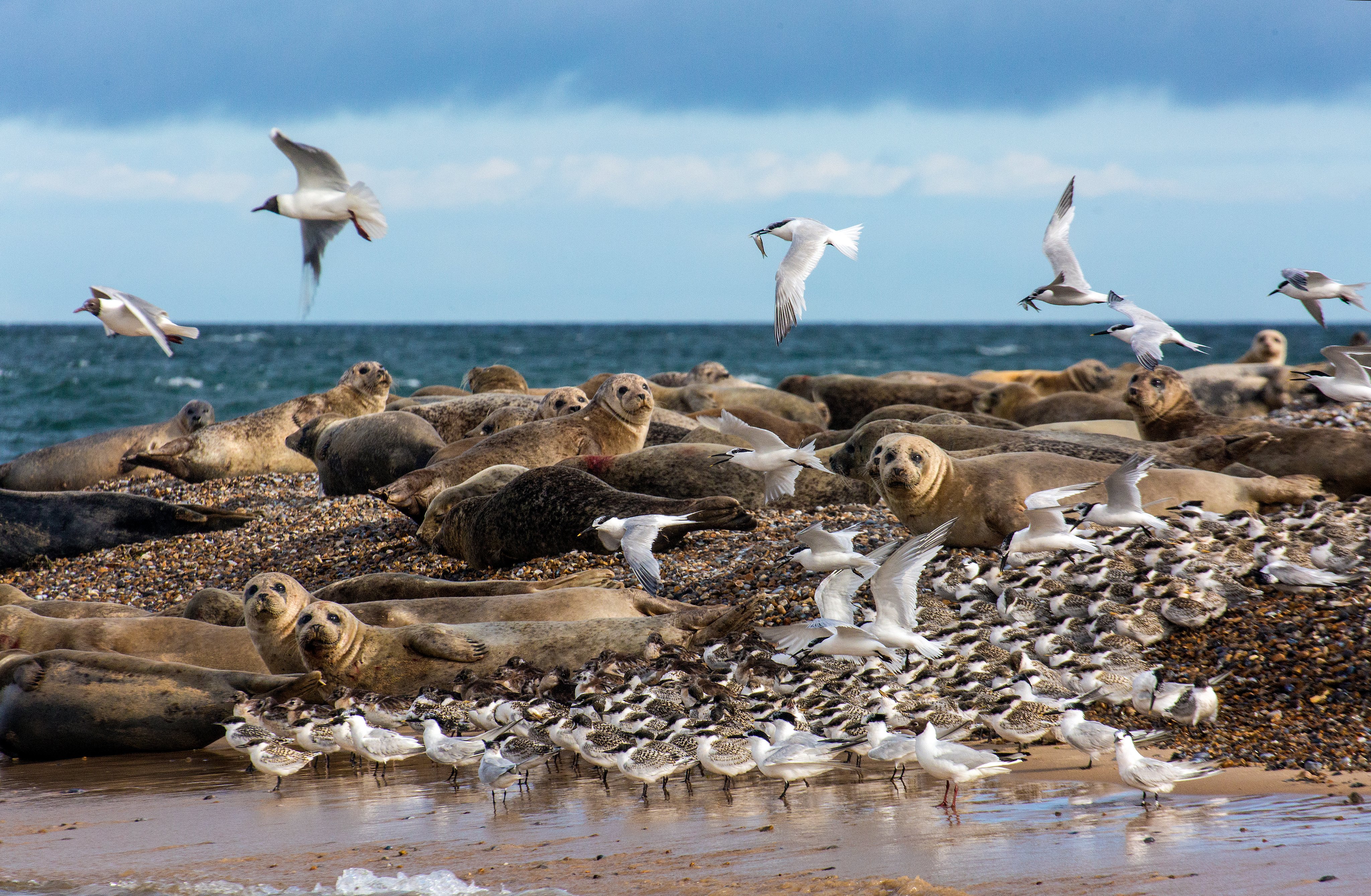 Seagulls flying above a group of seals at Blakeney Point