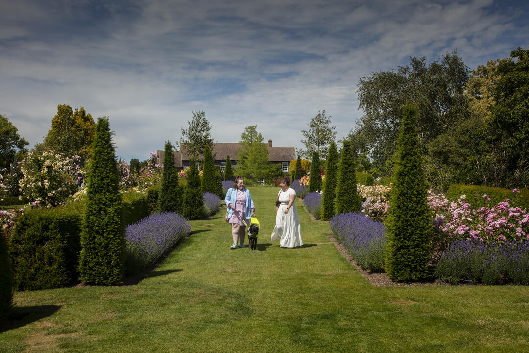 A lady with her guide dog walks with another lady in a garden that has lavender borders