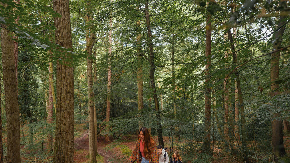 Three friends walking through a forest path.