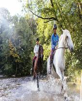 Horses and riders trotting through the shallow water.