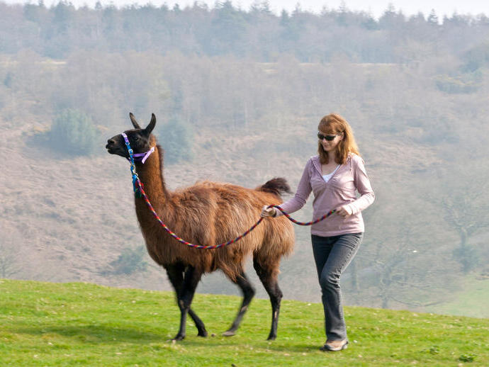 Walking With Llamas