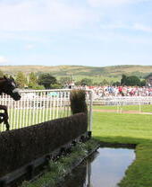 Horse with jockey competing at horse race