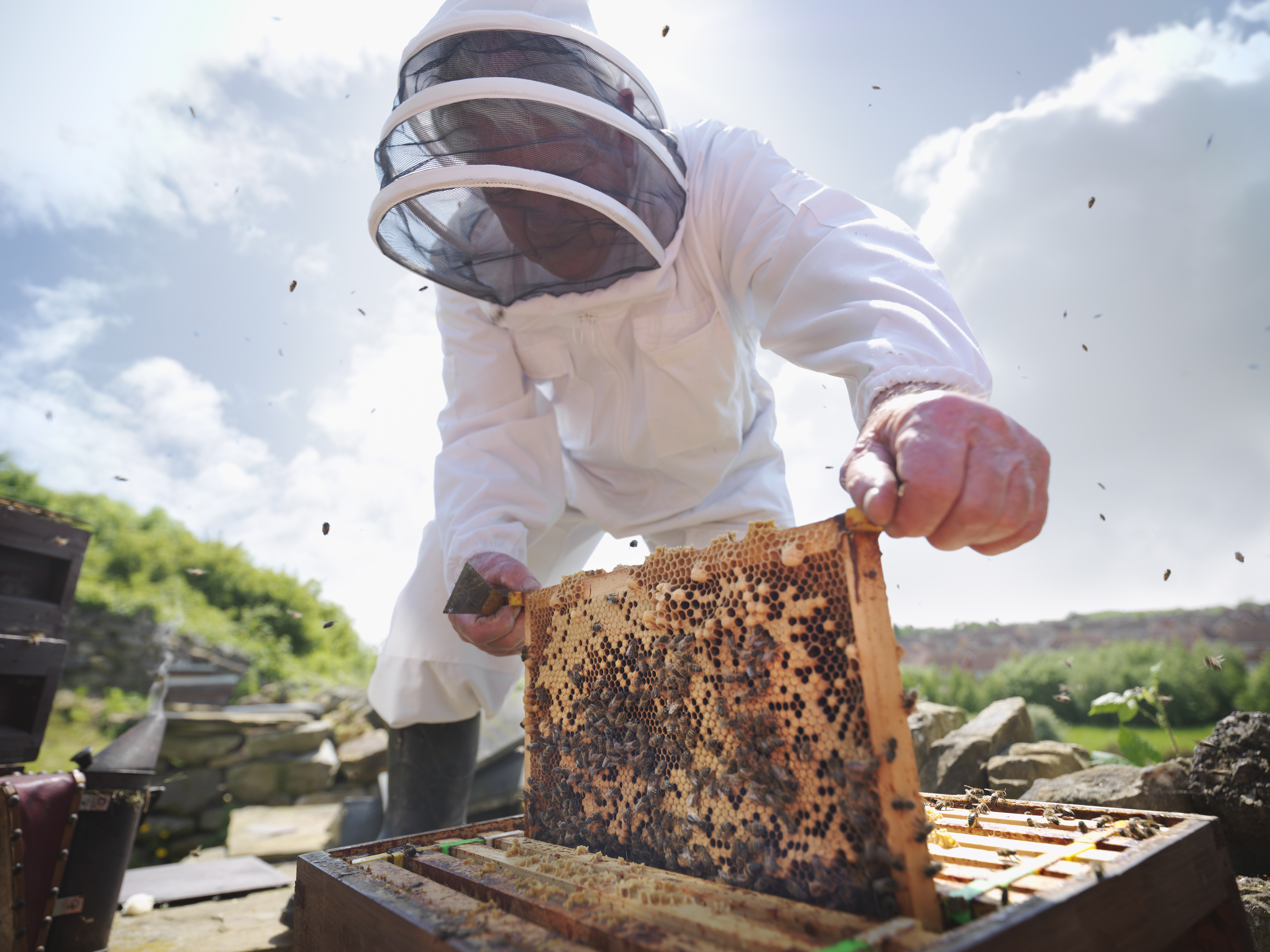 Beekeeper inspects bee hive, Killinghall Mount Farm, Otley Road, Killinghall, Harrogate 