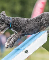 Dog jumping an obstacle at dog show