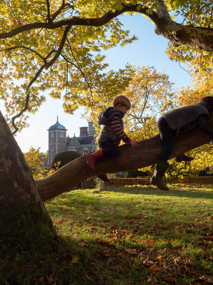 Children climbing on the big plane tree in the garden at Blickling Estate, Norfolk
