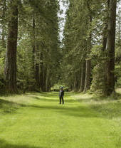 Man standing beneath avenue of tall trees at Benmore Gardens