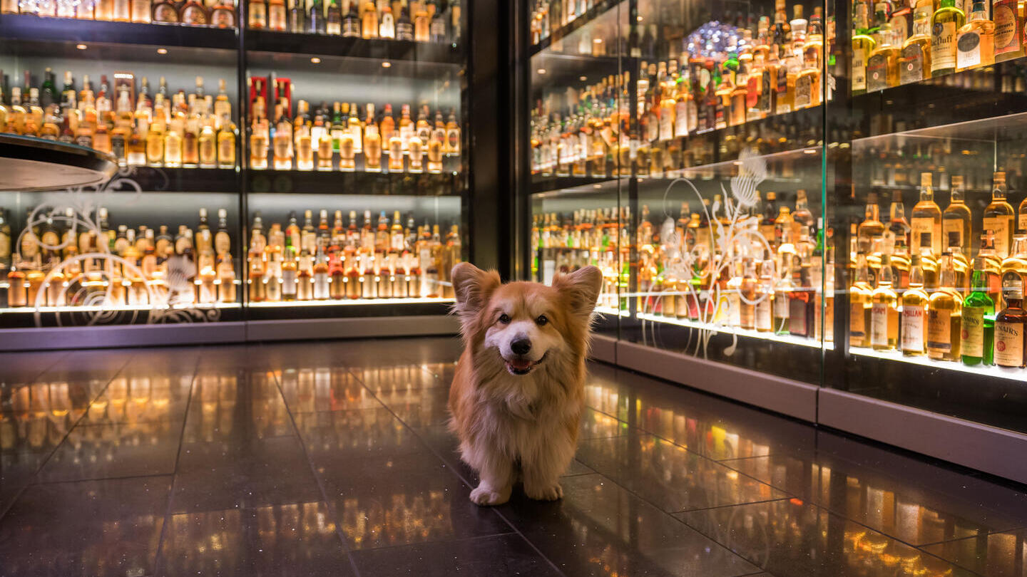 Perro delante de vitrinas llenas de botellas de whisky