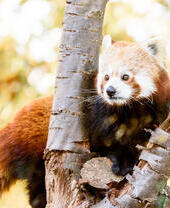 A red panda looking between the branches of a tree