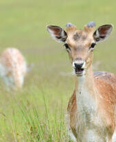 A deer standing in a grassy field with another deer grazing in the background.