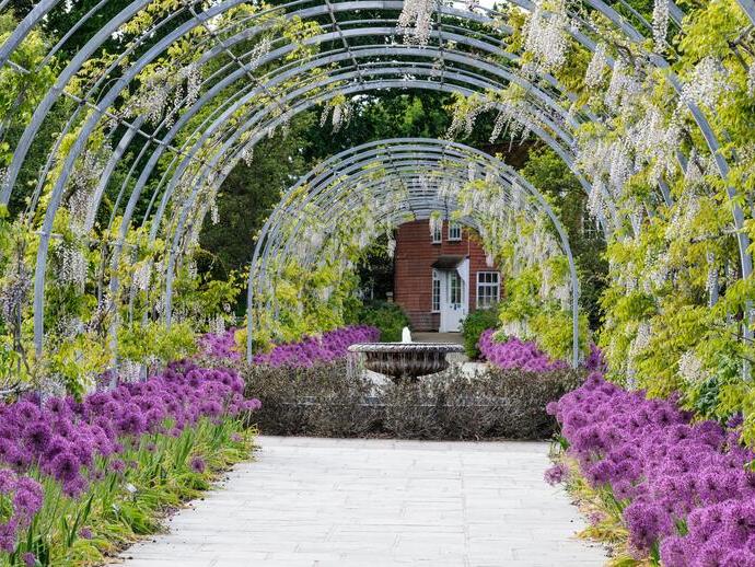 An arch made of growing wisteria set in a garden