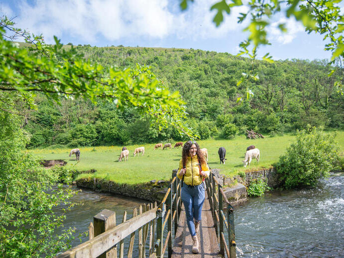 Een vrouw loopt over een houten brug met daarachter een veld met koeien