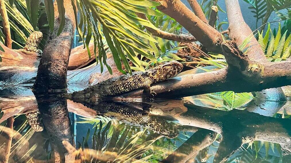 Reptile House, London Zoo