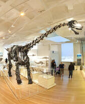 A set of dinosaur fossils on display at Leicester Museum