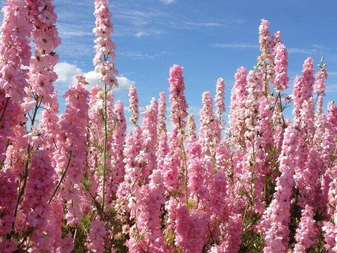 Gros plan sur des fleurs roses