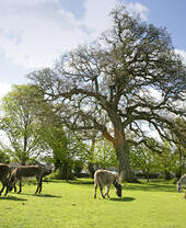 Caballos en New Forest