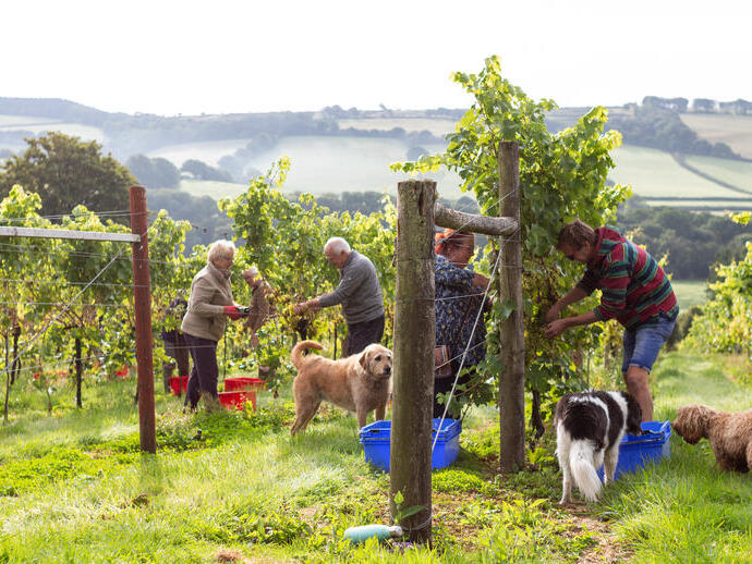 People picking grapes in a vineyard