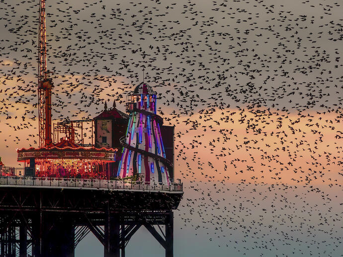 Large flock of birds at sunset near pier