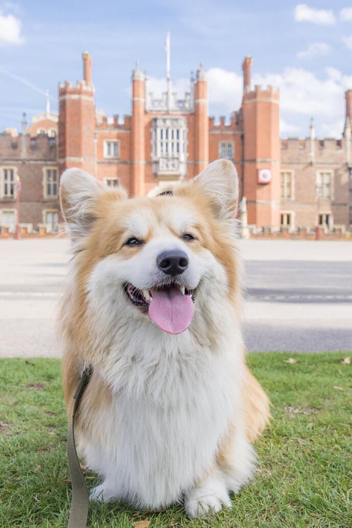 Dog sat on the grass in front of a large palace