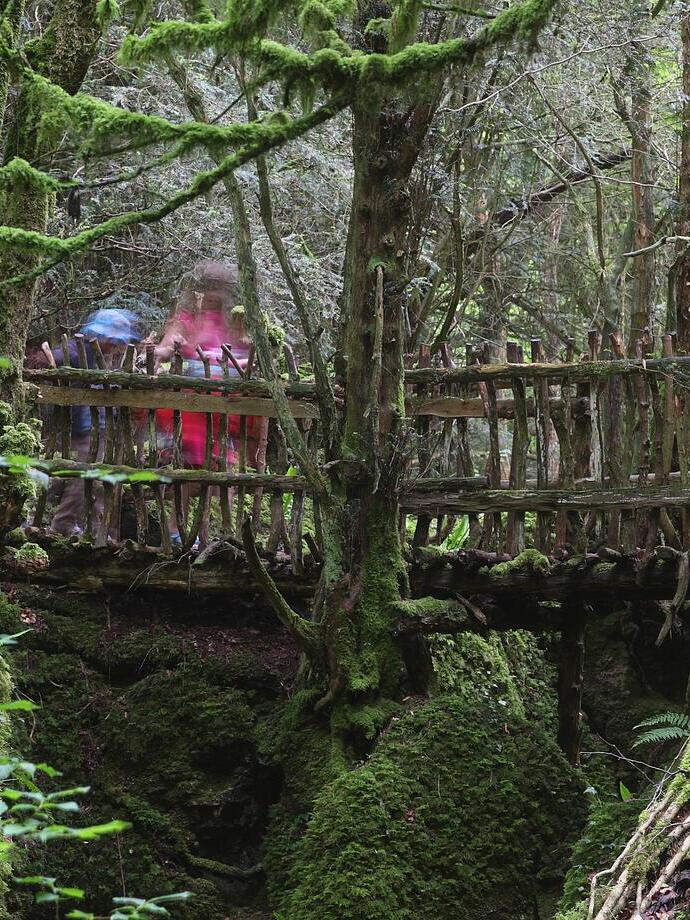 Un puente bajo de madera en el hermoso bosque de Puzzlewood, en el bosque de Dean