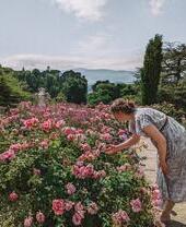 Pink Flowers in Bodnant Gardens