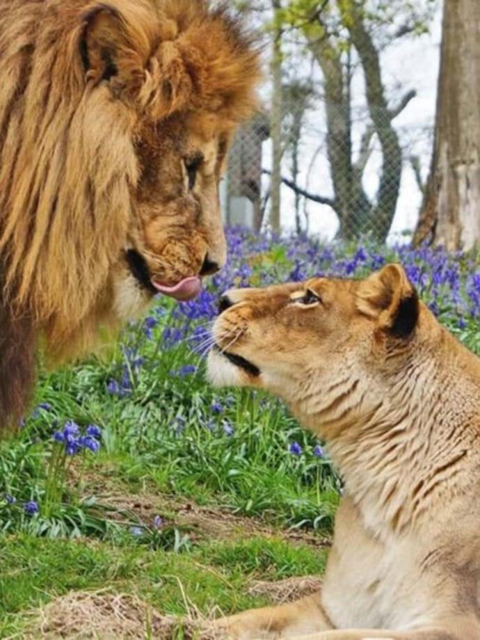 A lion and lionness looking at each other in Dartmoor Zoo