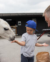 A child feeding a llama at Graves Animal Farm in Sheffield
