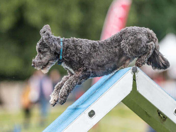 Dog jumping an obstacle at dog show