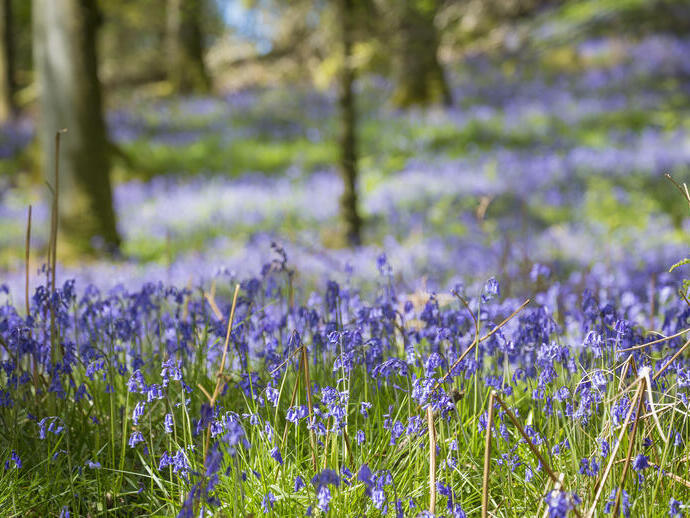 Jacinthes au printemps à Inchcailloch, une île du Loch Lomond située à proximité de Balmaha.