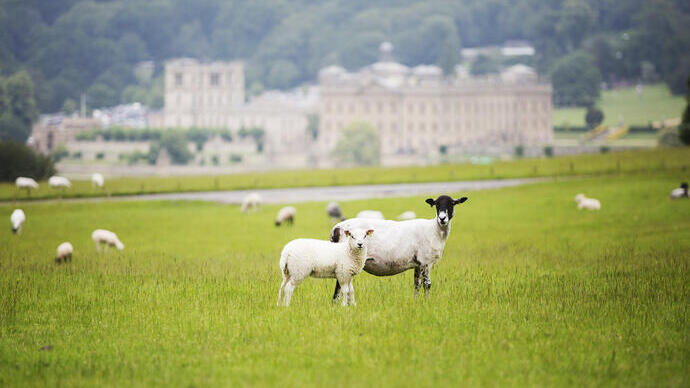 A field of sheep grazing in front of Chatsworth House in the Peak District