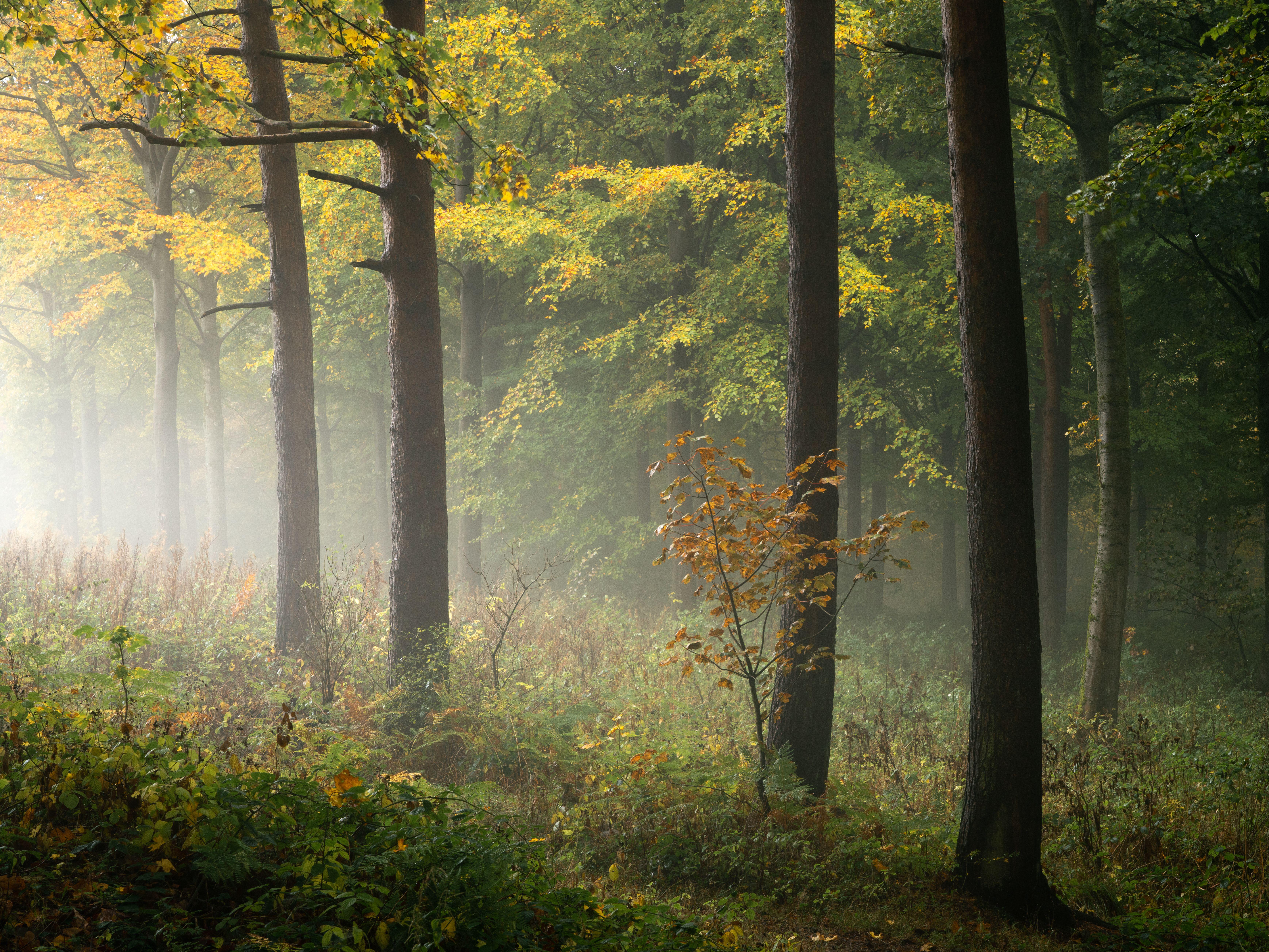 Die Farben des Frühherbstes erfüllen den Chevin Forest Park an einem feuchten Oktobertag, mit einem einzigen orangefarbenen Bäumchen, das von den umgebenden Bäumen in den Schatten gestellt wird.