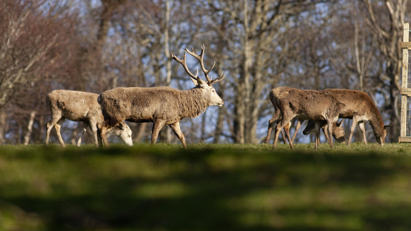 Red deer in Cairngorms National Park