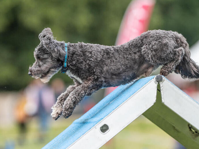 Chatsworth Country Fair 2019, Dog Agility