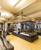 Intérieur d’un musée avec des vitrines contenant des objets historiques et des animaux naturalisés. Un grand squelette suspendu au plafond. Sols en bois et colonnes décoratives.