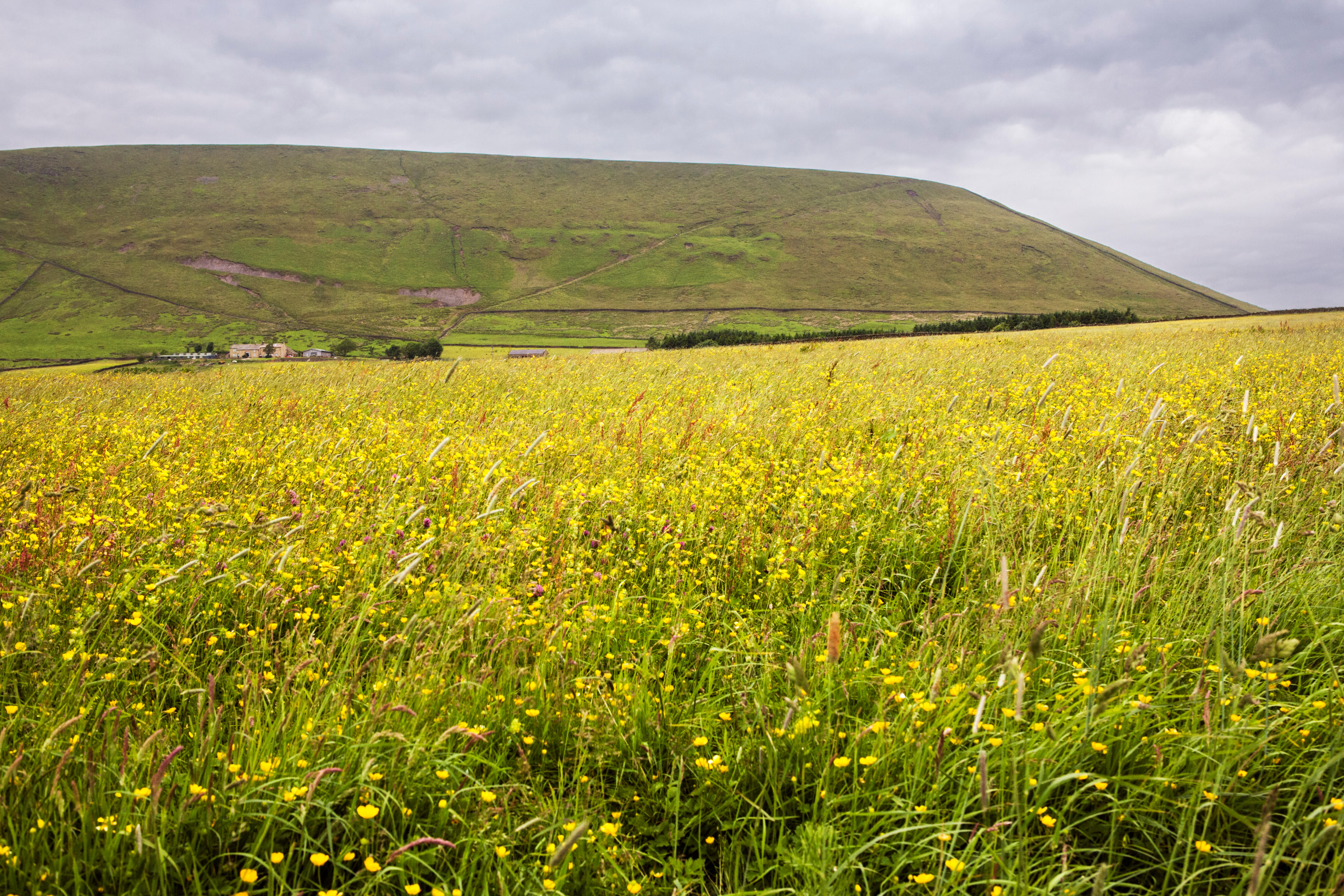 Pendle Hill from Barley Lane, Twiston, Lancashire, with a field of buttercups in the foreground