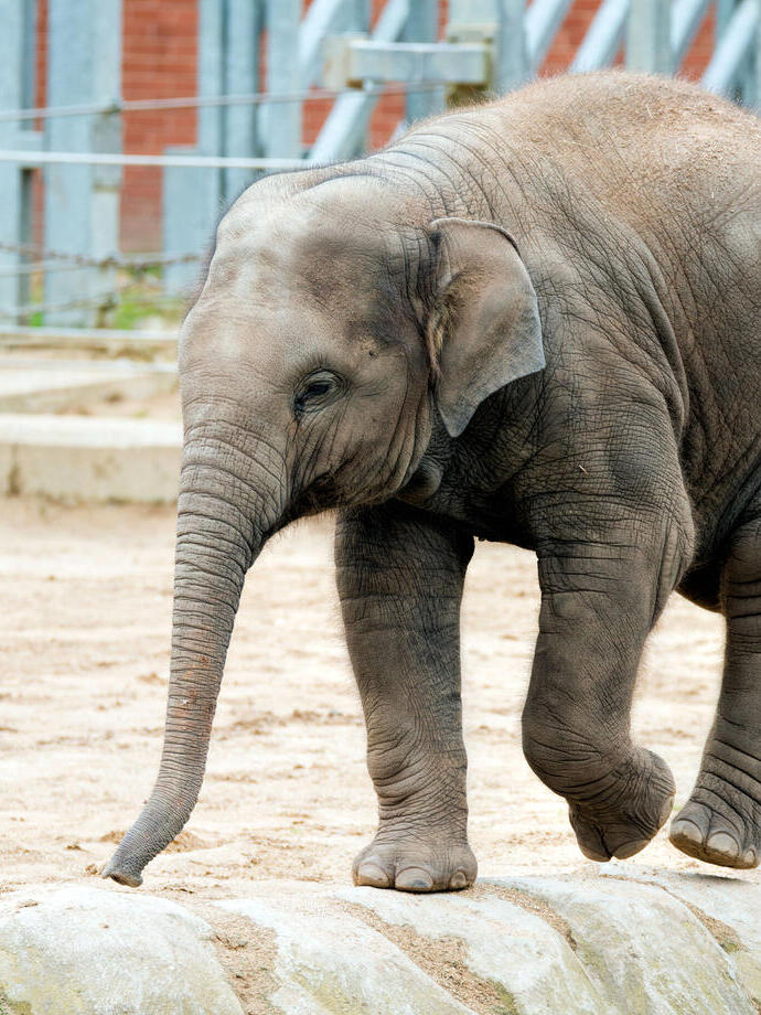 Baby elephant at Blackpool Zoo.