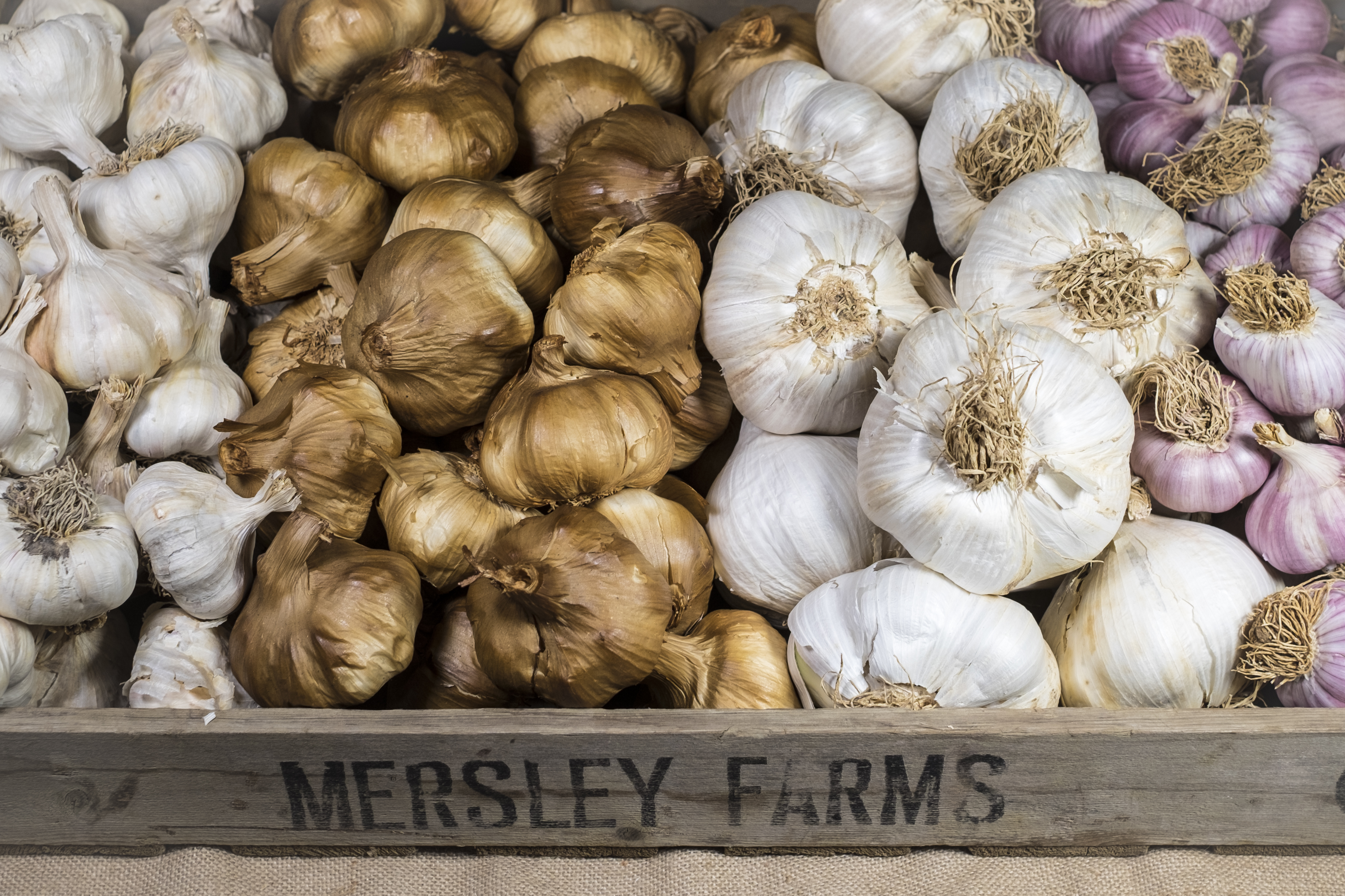 Different varieties of garlic