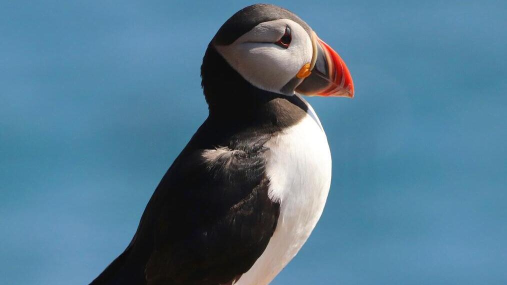 A puffin standing on a rock