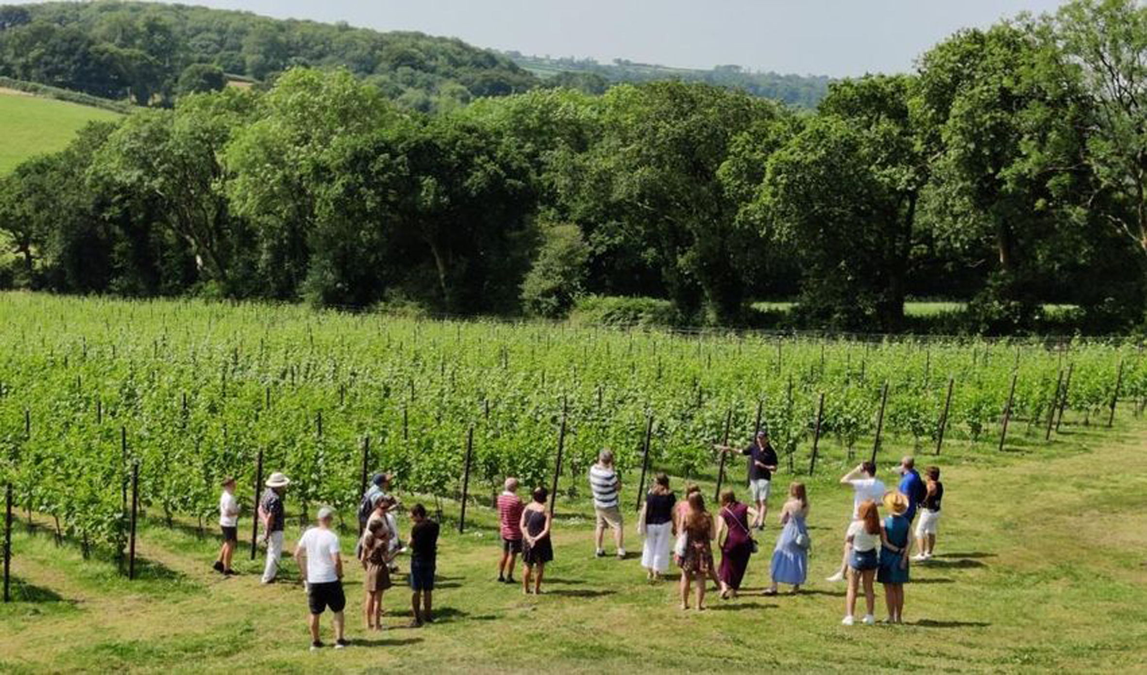 Pembrokeshire Vineyards