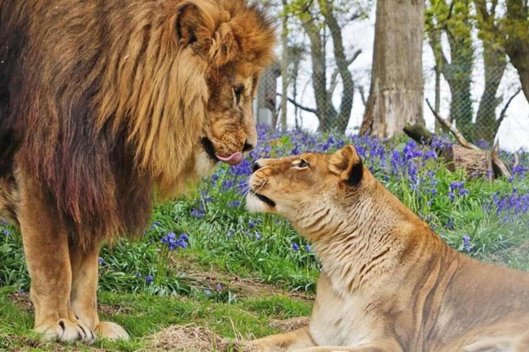 A lion and lionness looking at each other in Dartmoor Zoo