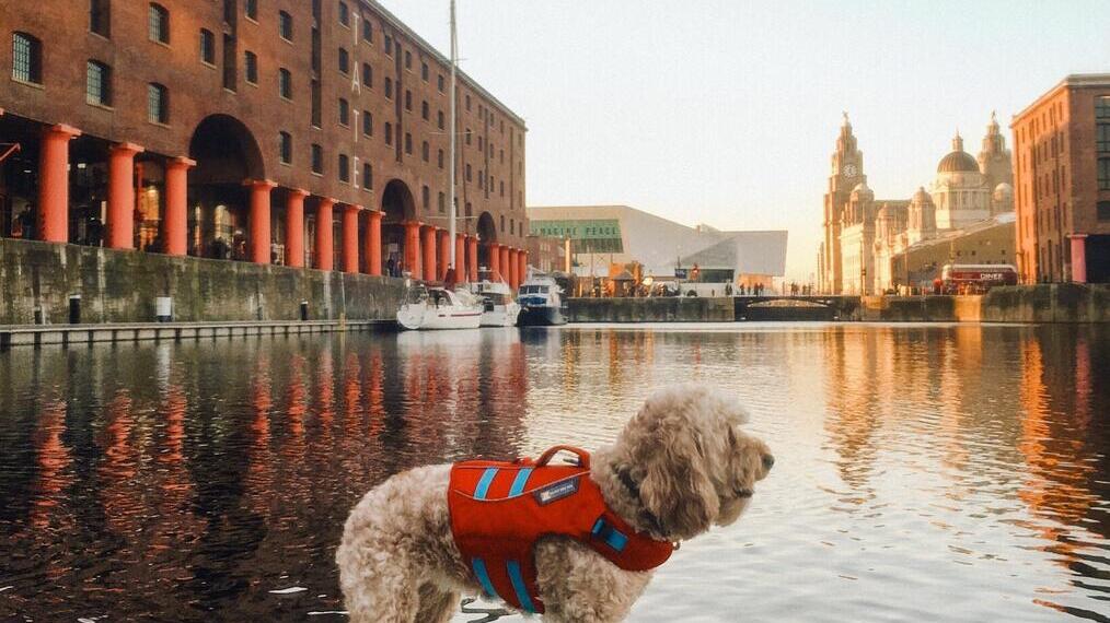 Cane con giubbotto di salvataggio su una tavola da paddle in acqua in un molo circondato da edifici