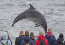 Observation des dauphins à Black Isle
