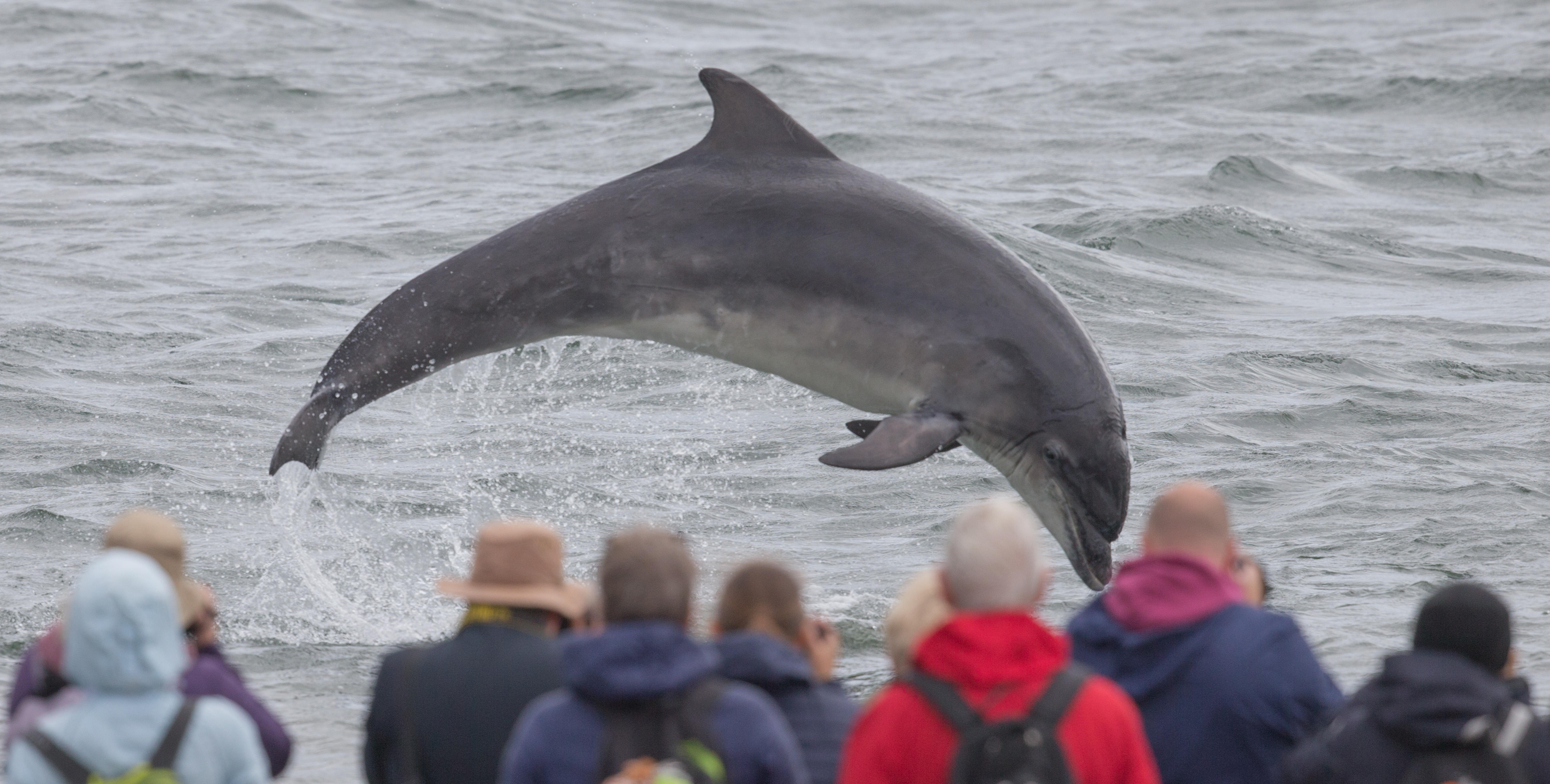 Bottlenose dolphin jumping out of the sea