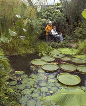 Two people admiring a pond filled with lilypads in a botanical garden.