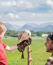 Boy holding an owl at Rothiemurchus Falconry
