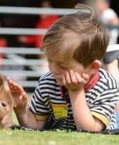 A child petting a pig at Pennywell Farm near Plymouth, Devon