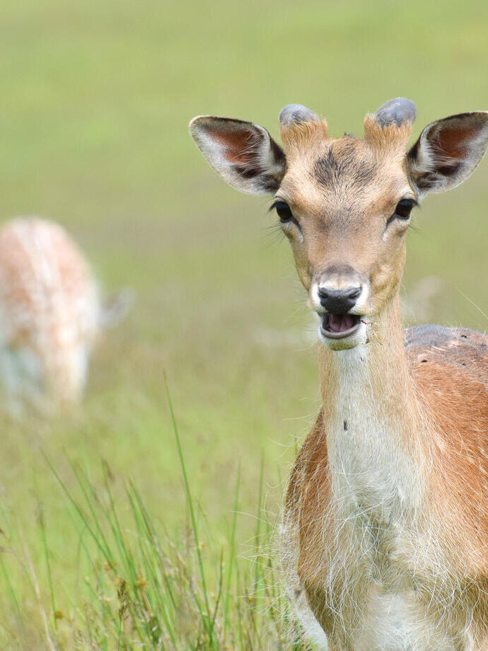 Deer in a park