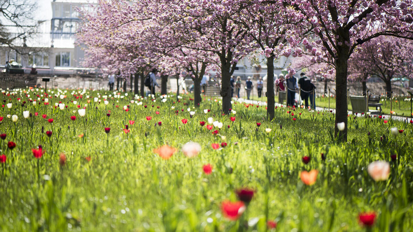 Row of Cherry Trees in blossom